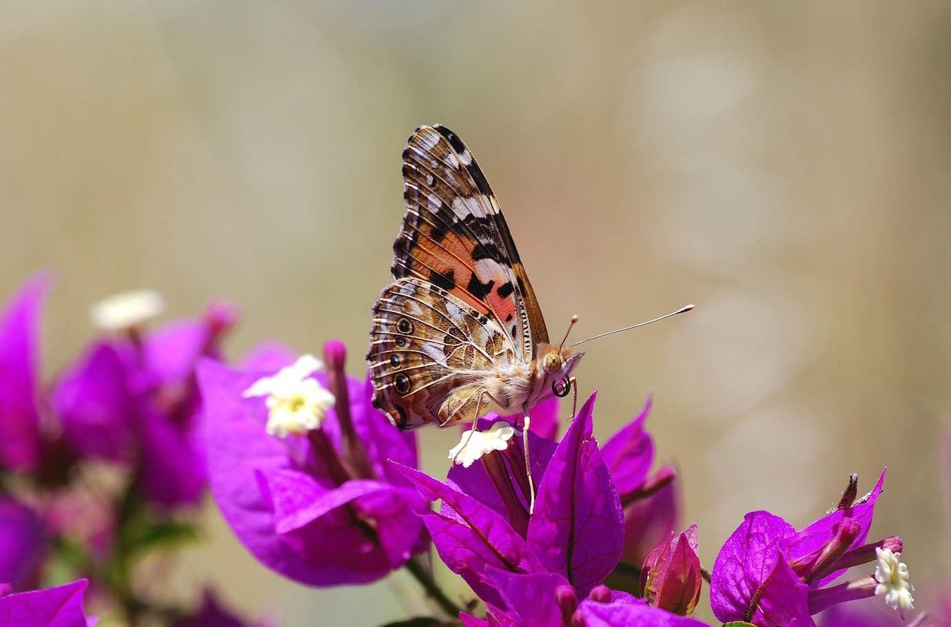 Vanessa cardui (Linnaeus, 1758)